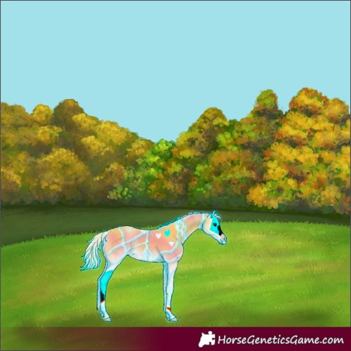 Horse Color:Thunderstruck White Spotted Palomino Onyx 