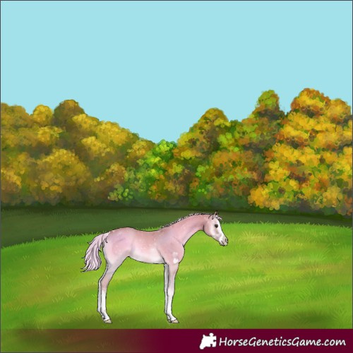 Horse Color:Watercolor White Spotted Palomino Onyx 