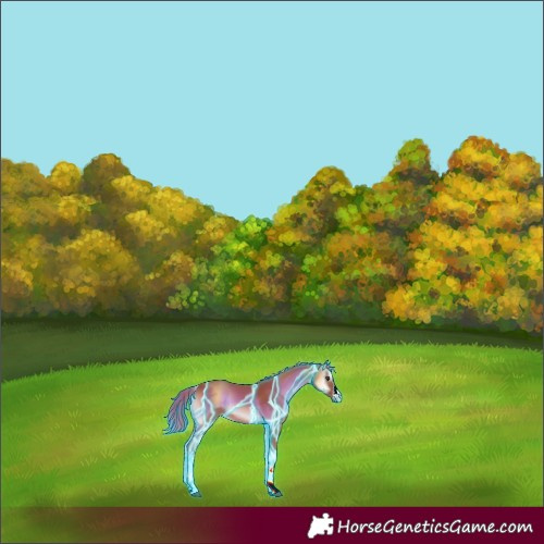 Horse Color:Thunderstruck White Spotted Red Onyx 