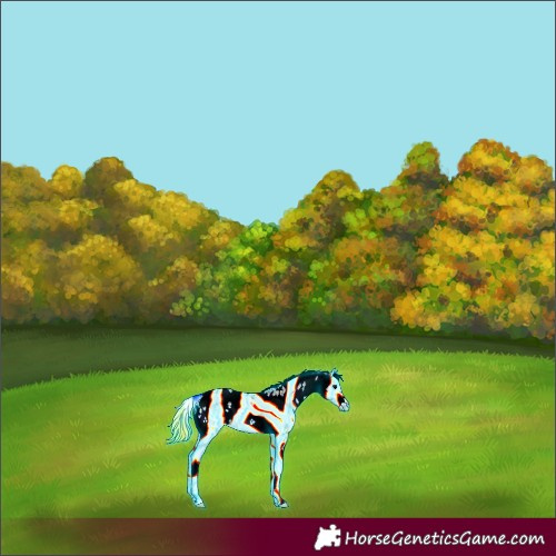 Horse Color:Thunderstruck White Spotted Bay Onyx Sabino 