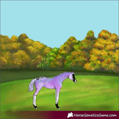 Horse Color:ERROR: UNKNOWN ANOMALY