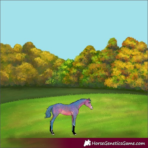 Horse Color:Watercolor Buckskin Sabino 