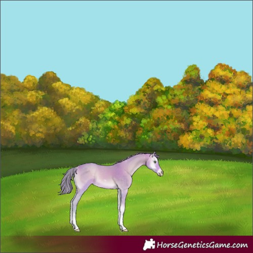 Horse Color:Watercolor Perlino Onyx Tobiano 