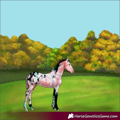 Horse Color:Watercolor Chocolate Bay Ice Tobiano Appaloosa 