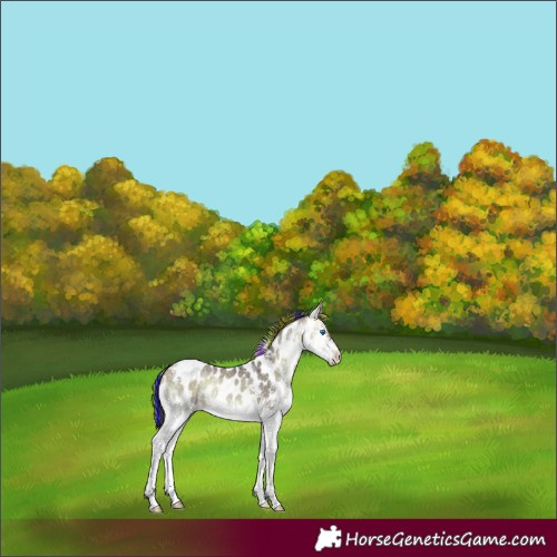 Horse Color:Painted Buckskin Ice Onyx Splash Tobiano Appaloosa 