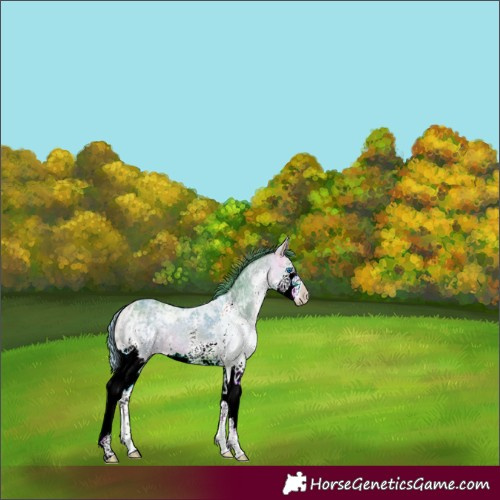 Horse Color:Watercolor Buckskin Ice Sabino Splash 