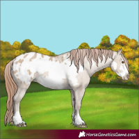 Horse Color:Classic Champagne Dun Frame Appaloosa Rabicano