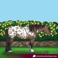 Horse Color:White Spotted Brown Dun Tobiano Blanket