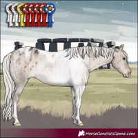 Horse Color:Silver Brown Dun Tobiano Appaloosa Rabicano Brindle 