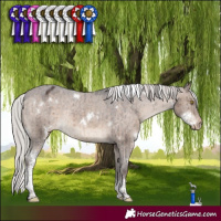 Horse Color:White Spotted Silver Brown Dun Tobiano Appaloosa Rabicano Brindle 