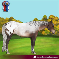 Horse Color:Silver Brown Tobiano Appaloosa Rabicano 