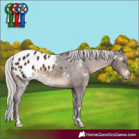 Horse Color:White Spotted Silver Brown Tobiano Appaloosa Rabicano