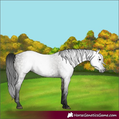 Horse Color:Gray White Spotted Grullo 