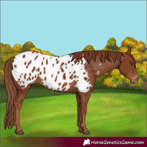 Horse Color:Chestnut Appaloosa