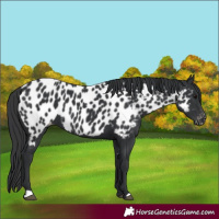 Horse Color:Black Appaloosa