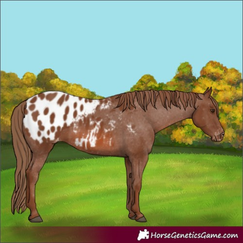 Horse Color:Chestnut Appaloosa