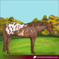Horse Color:Chestnut Appaloosa 