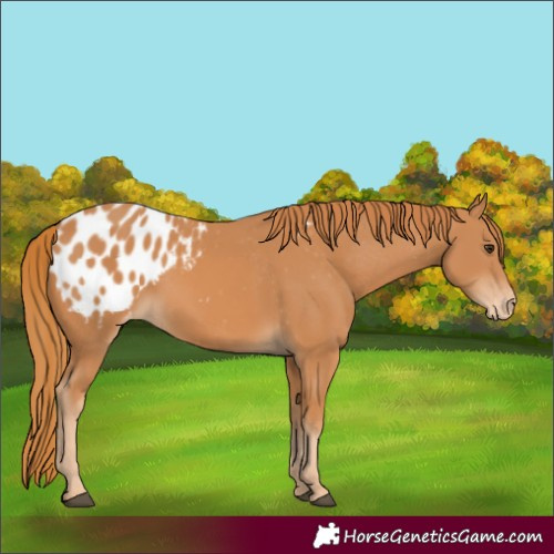 Horse Color:Chestnut Appaloosa 