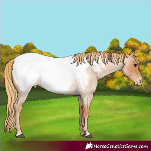 Horse Color:Red Roan Appaloosa 