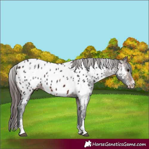 Horse Color:Powder White Brown Appaloosa 