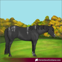 Horse Color:Powder White Black 