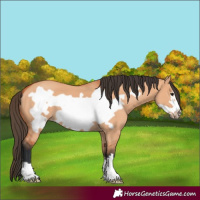 Horse Color:Bay Dun Frame 