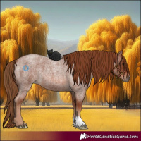 Horse Color:Red Roan 