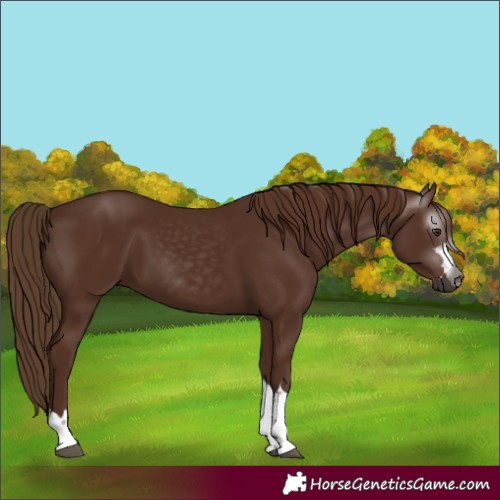 Horse Color:Gray Chestnut 