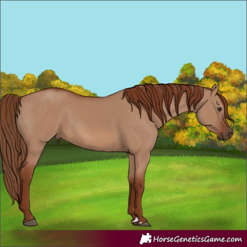 Horse Color:Red Dun 