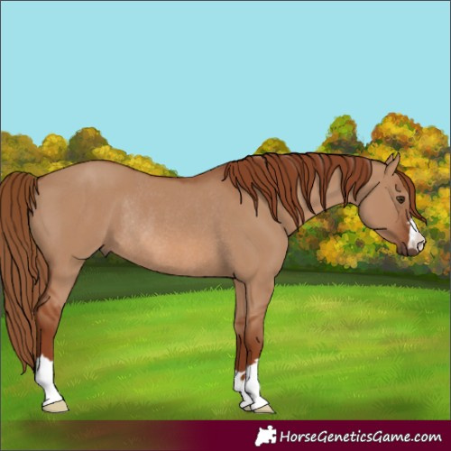 Horse Color:Red Dun Rabicano 
