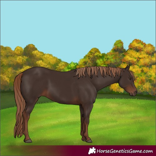 Horse Color:Liver Chestnut Rabicano 