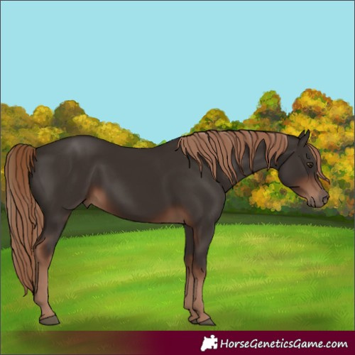 Horse Color:Liver Chestnut Rabicano 