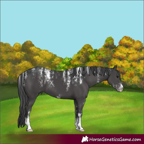 Horse Color:Powder White Black 