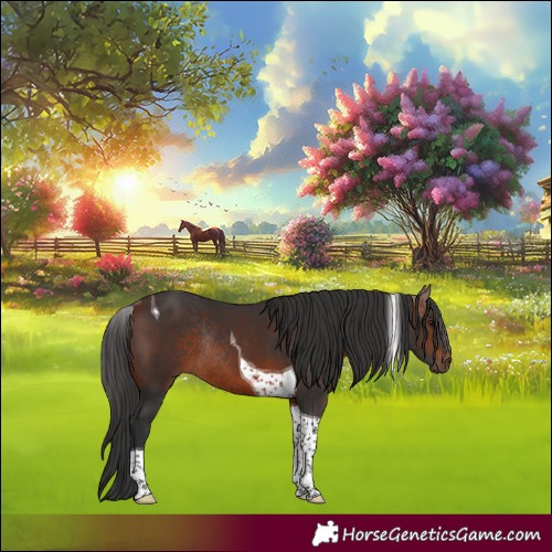 Horse Color:Bay Tobiano Rabicano 