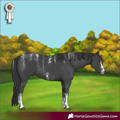 Horse Color:Powder White Black Sabino 