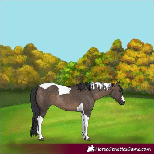 Horse Color:Brown Dun Tobiano Rabicano 