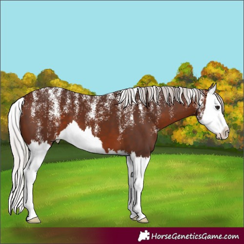 Horse Color:Powder White Silver Brown Splash 