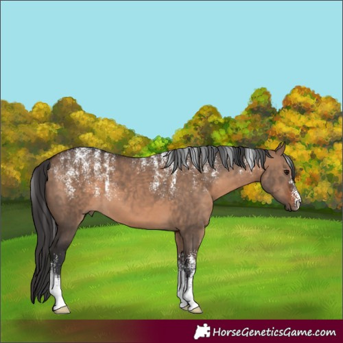 Horse Color:Powder White Brown Dun 