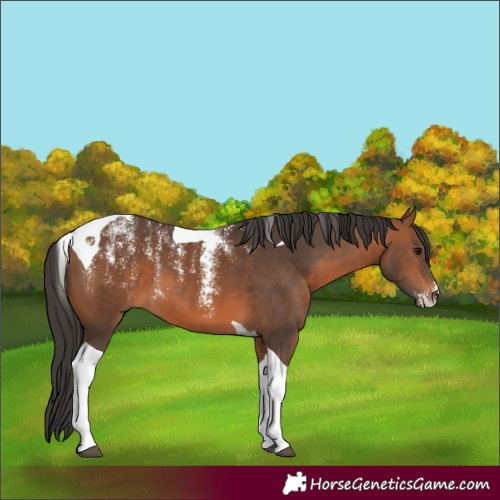 Horse Color:Powder White Bay Tobiano 