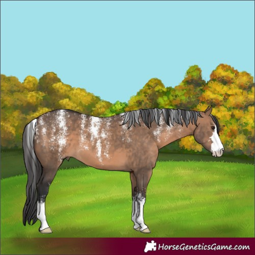 Horse Color:Powder White Brown Dun 