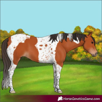 Horse Color:Bay Tobiano 