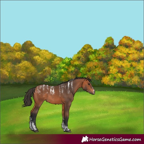 Horse Color:Bay Rabicano 