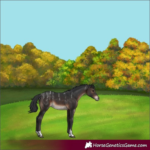 Horse Color:Brown Tobiano Rabicano 
