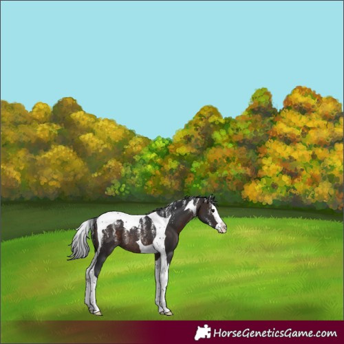 Horse Color:Brown Splash Tobiano Rabicano 