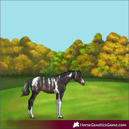 Horse Color:Brown Tobiano Rabicano 