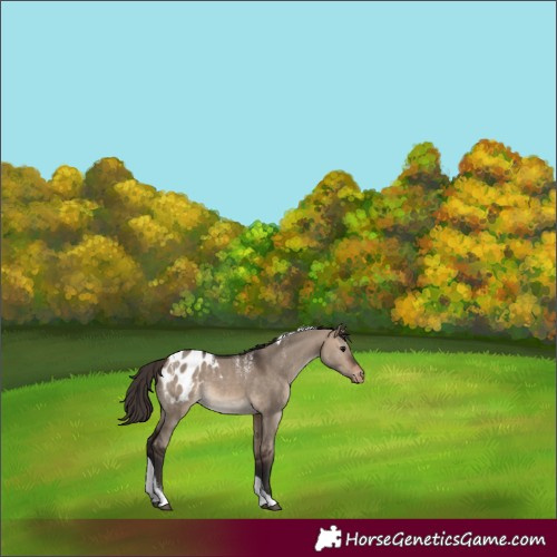 Horse Color:Brown Dun Tobiano Appaloosa Rabicano 