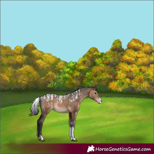Horse Color:Brown Dun Rabicano 