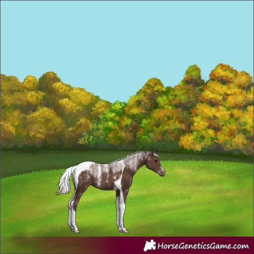 Horse Color:Silver Black Tobiano Rabicano 