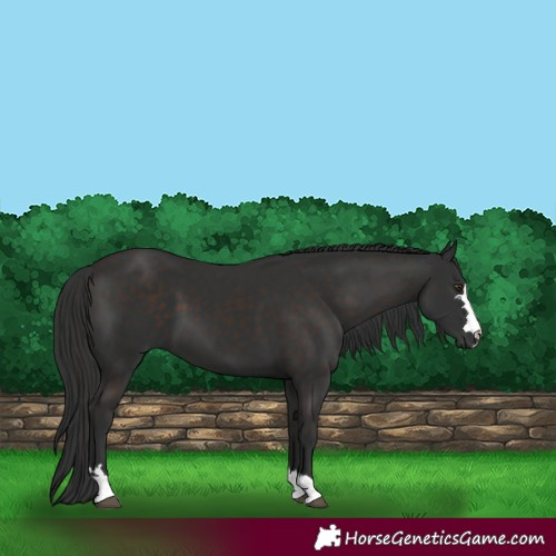 Horse Color:Liver Chestnut 