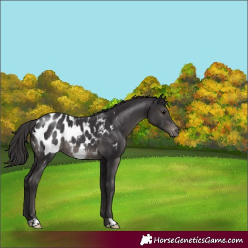 Horse Color:Smoky Black Appaloosa Rabicano 